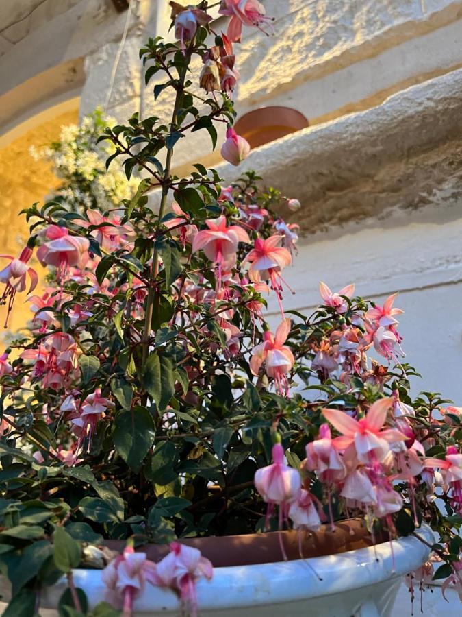 Dimora Martina Bed & Breakfast Loseto ภายนอก รูปภาพ